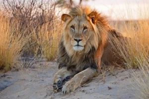 6 điều không nên bỏ qua khi đến Botswana