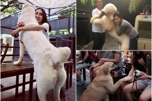 9 quán cafe thú cưng ở Thái Lan luôn đông khách