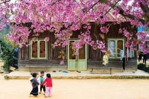 Ai lên xứ hoa đào đừng quên bước lần theo đường hoa