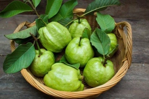 Ăn ổi nhiều có tốt không?