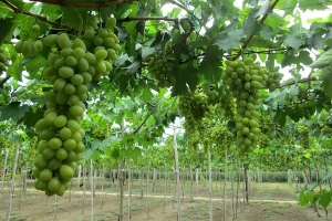 Ăn và chụp ảnh đã đời ở các vườn nho Ninh Thuận