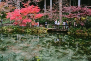 Ao cá Koi ở Nhật bỗng hút khách nhờ giống hệt tranh Monet