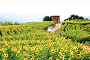 Ba ngôi làng hoa hướng dương ngỡ như cổ tích ở Hàn Quốc