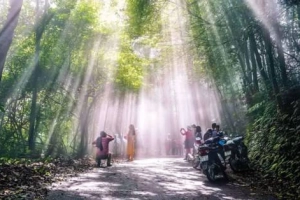 Ba Vì trong muôn sắc hoa