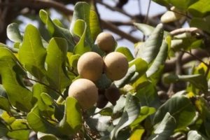 Bạc Liêu, về miền nhãn cổ trăm năm