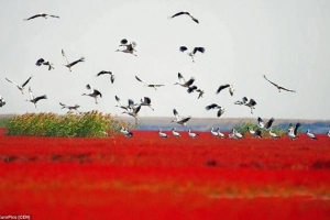 Bãi biển đỏ đẹp như tranh khi thu sang