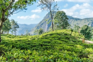 Băng qua những đồi chè xanh mướt ở Sri Lanka