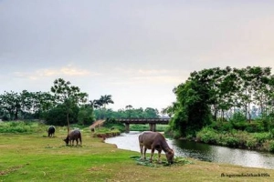 Bộ ảnh đồng quê Bắc Bộ khiến ai cũng phải nhớ nhà