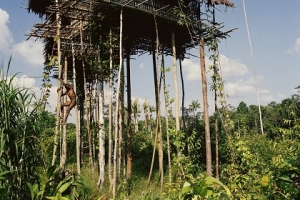 Bộ tộc nguyên thủy sống giữa rừng già ở Indonesia