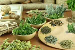 Các cây thuốc nam chữa viêm cầu thận