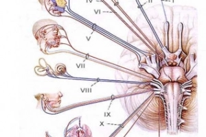 Các dấu hiệu thần kinh khu trú