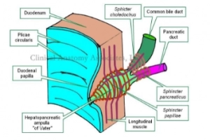 Các  phương pháp điều trị rối loạn cơ vòng Oddi