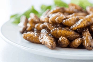 Cách chữa dị ứng khi ăn nhộng ong
