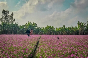 Cánh đồng hoa dừa cạn hút giới trẻ ở An Giang
