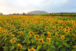 Cánh đồng hoa hướng dương 60 ha ở Nghệ An bung nở