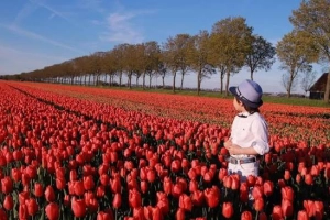 Cánh đồng hoa tulip đẹp như tranh ở Hà Lan