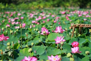 Cánh đồng sen 5 ha nở rộ giữa nắng hạn Ninh Thuận