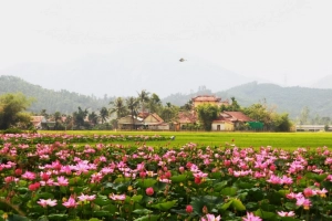 Cánh đồng sen ở Khánh Hòa ngỡ như Đồng Tháp Mười
