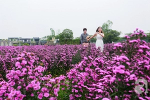 Cánh đồng thạch thảo tím lịm tim khiến giới trẻ Hà Nội mê mẩn