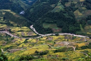 Cảnh sắc hùng vĩ của Y Tý mùa lúa chín