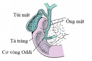 Cấu tạo cơ vòng Oddi