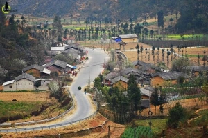 Cây sa mộc giữa cao nguyên đá Đồng Văn
