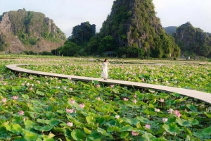 Check-in Đầm sen Hang Múa Ninh Bình đang mùa nở rộ