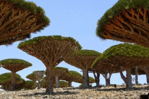 Chiêm ngưỡng cây máu rồng độc đáo ở quần đảo Socotra, Yemen