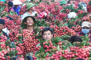 Chiêm ngưỡng những chuyến vải thiều nhuộm đỏ đường phố Bắc Giang