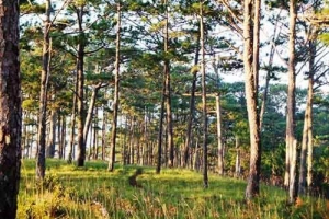 Chinh phục &#8216;nóc nhà&#8217; Lâm Đồng và ngủ giữa rừng thông