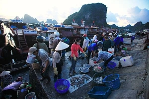 Chợ hải sản tấp nập trên cầu cảng ra đảo Cô Tô