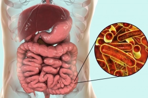 Chu kỳ phát triển Entamoeba histolytica gây bệnh lỵ