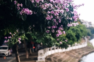 Chùm ảnh: 4 thứ hoa thật đẹp của tháng 6 Hà Nội!