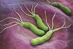 Cơ chế bệnh sinh của ban xuất huyết Henoch-Schonlein và nhiễm H.pylori