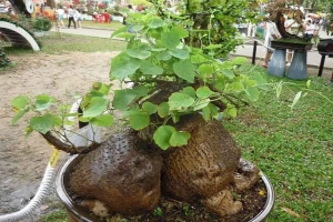 Có nên dùng cây bình vôi chữa mất ngủ?