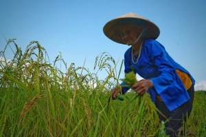 Cốm nếp một năm chỉ có hai lần