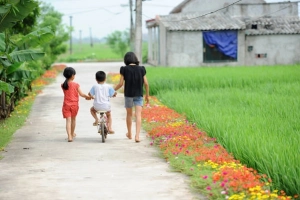 Con đường hoa mười giờ rực rỡ dài 3 km ở Nam Định