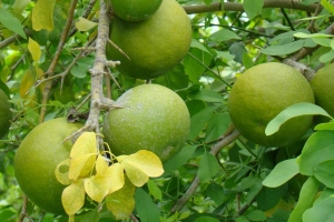 Công dụng của cây bầu nâu