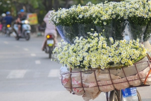 Cúc họa mi được mùa, khách nườm nượp tới vườn chụp ảnh tại Hà Nội