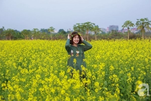Cúc họa mi vừa tàn, Hà Nội đã kịp vào vụ hoa cải vàng đẹp mê mẩn