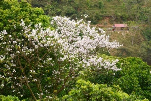 Cung đường 100km ngắm hoa ban rực rỡ miền Tây Bắc