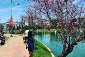 Đà Lạt rực rỡ mùa hoa anh đào và mùa phượng tím