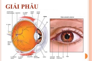 Đặc điểm giải phẫu mắt