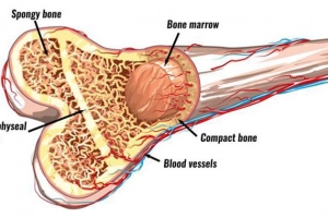 Đặc điểm tế bào gốc trung mô từ tủy xương