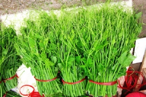 Đặc sản rau su su ở danh thắng Tây Thiên