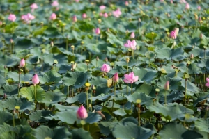 Đầm sen rộng hàng nghìn mét vuông ở Sài Gòn nở rộ