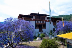 Đến Bhutan, ngắm phượng tím nở rợp trời vương quốc hạnh phúc