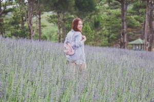 Đến Đà Lạt dịp lễ này nhớ check-in cánh đồng lavender ở thung lũng tình yêu