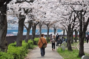 Đến Osaka Nhật Bản tham dự 2 lễ hội Xuân - Hè lớn nhất năm 2015