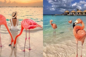 Đến với đảo hồng hạc Aruba ở vùng biển Caribe